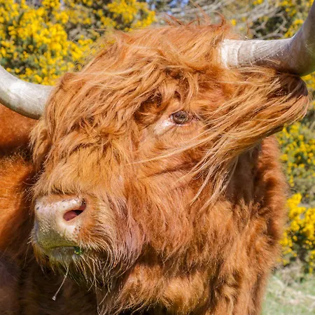 Ferienhaus Honey Bee Scarborough