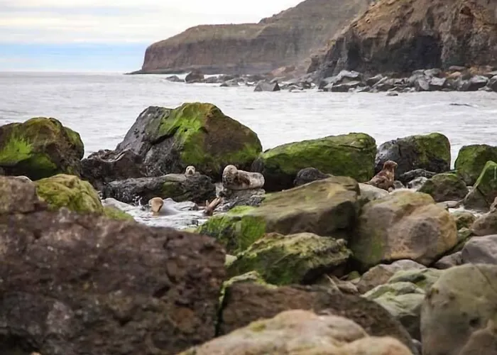 Casa de Férias Honey Bee Scarborough