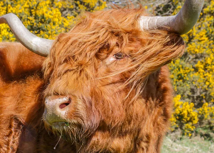 Casa de Férias Honey Bee Scarborough