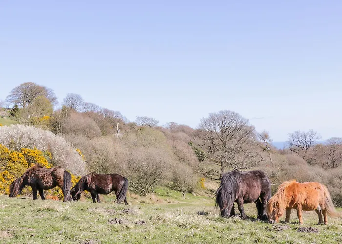 Honey Bee